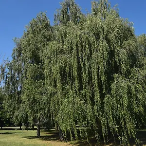 Al Salice Tranquillità Nel Verde Via Amendola 24 Busto Arsizio